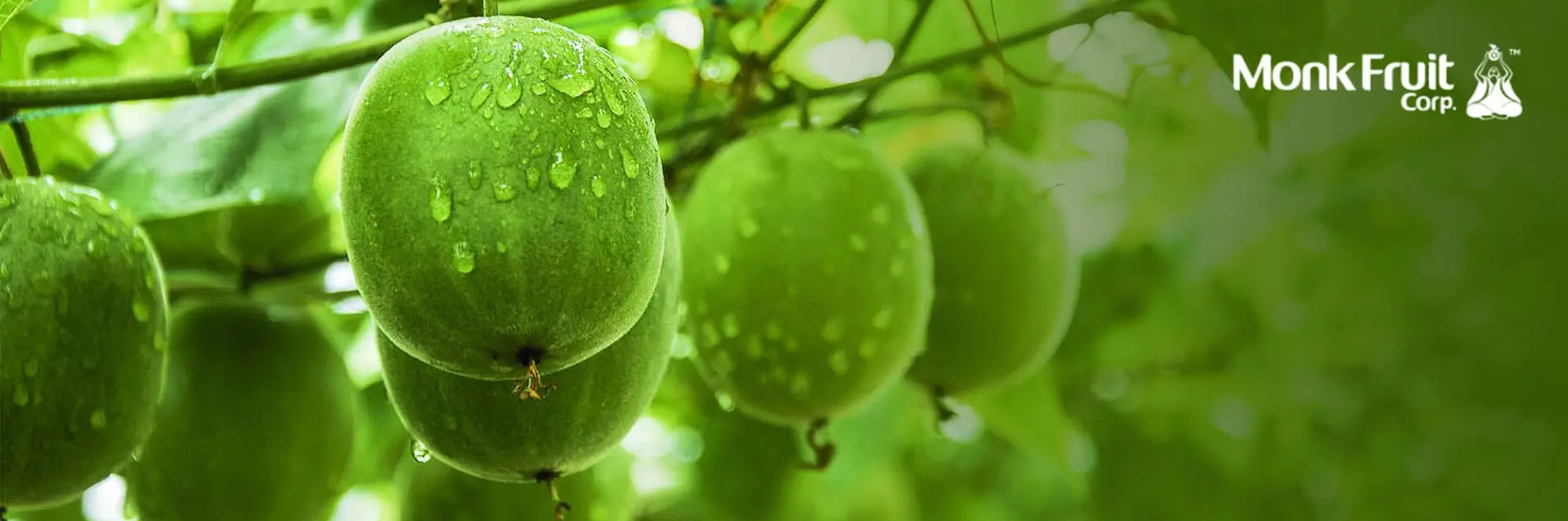 16-Monk-fruit-Banner